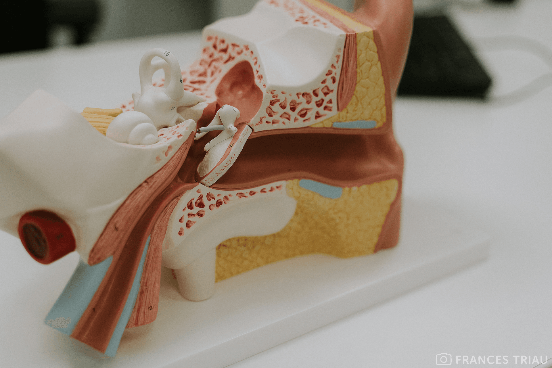 Anatomische model oor